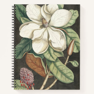Carnet Illustration botanique vintage de magnolia de Cate