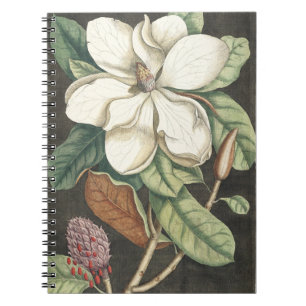 Carnet Illustration botanique vintage de magnolia par Cat