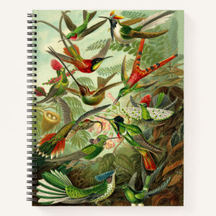 Carnet Illustration du colibri d'Ernst Haeckel 8,5X11"
