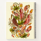 Carnet Illustration du Plante Haeckel Nepenthes (Dos)