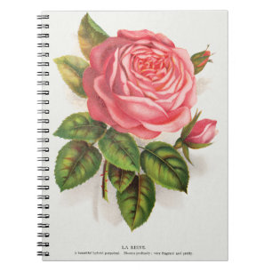 Carnet Illustration florale de rose rose antique Cottagec