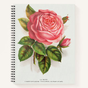 Carnet Illustration Florale Rose Rose Antique Cottagecore