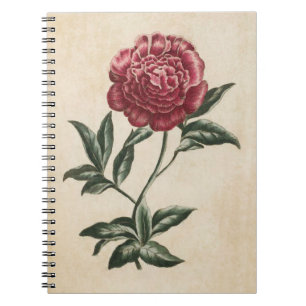 Carnet Illustration vintage de la pivoine végétale