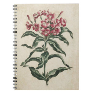 Carnet Illustration vintage de Lychnidée florale botaniqu