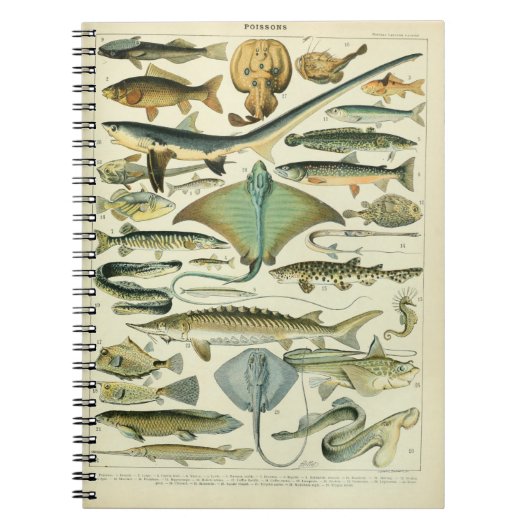 Carnet Illustration Vintage de Poissons (Devant)