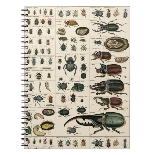 Carnet Illustration vintage de scarabée (Devant)