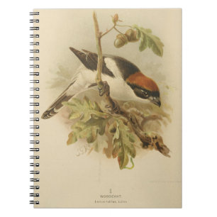 Carnet Illustration vintage de Woodchat Shrike