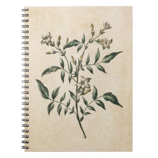 Carnet Illustration vintage du jasmin végétal (Devant)