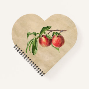 Carnet Illustration vintage Peaches