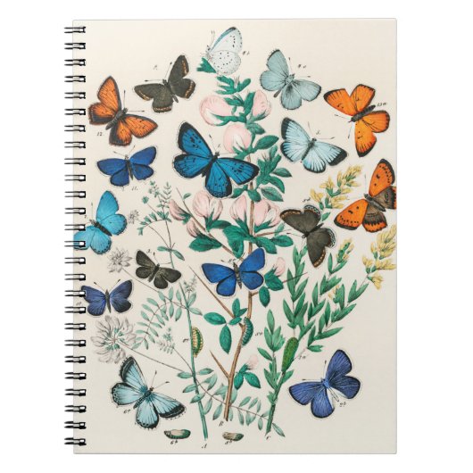 Carnet illustrations de papillons (Devant)