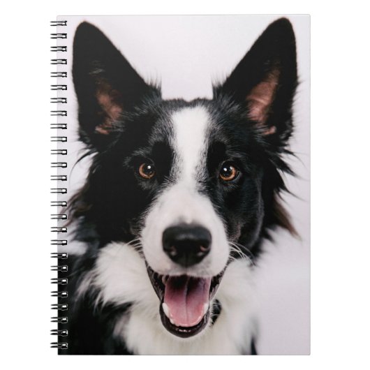 Carnet Images de Getty | A border collie de sourire (Devant)