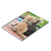 Carnet Images de Getty | deux chatons sur un balcon (Côté gauche)