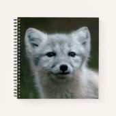Carnet Images Getty | Arctic Fox Kit (Devant)