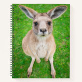 Carnet Images Getty | Baby Kangaroo (Devant)