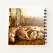 Carnet Images Getty | Chiens en train de se frotter (Dos)