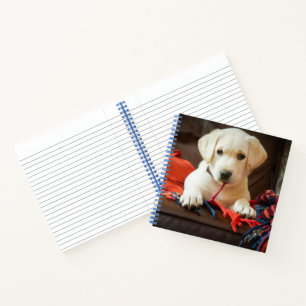 Carnet Images Getty Chiot Sur Un Canapé