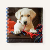 Carnet Images Getty | Chiot Sur Un Canapé (Devant)