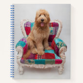 Carnet Images Getty | Cute Goldendoodle (Devant)