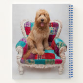 Carnet Images Getty | Cute Goldendoodle (Dos)