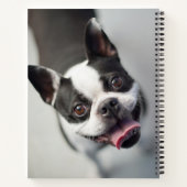Carnet Images Getty | French Bulldog (Dos)