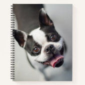 Carnet Images Getty | French Bulldog (Devant)