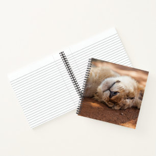 Carnet Images Getty Lion couché