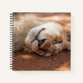 Carnet Images Getty | Lion couché (Devant)