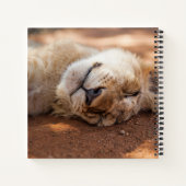 Carnet Images Getty | Lion couché (Dos)