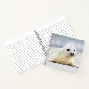 Carnet Images Getty Phoque bébé
