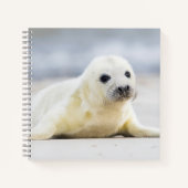 Carnet Images Getty | Phoque bébé (Devant)