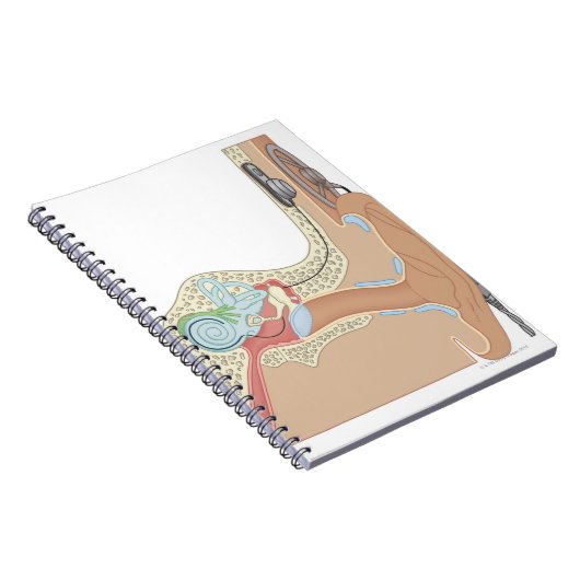 Carnet Implants cochléaires (Côté Droit)