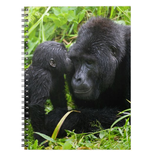 Carnet Infant Mountain Gorilla Kisses Silverback (Devant)