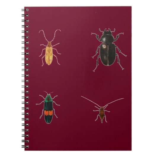 Carnet Insectes 2011 (Devant)