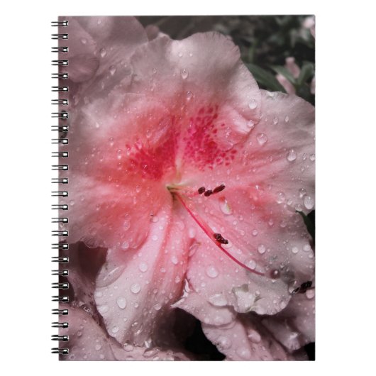 Carnet intérieur (Devant)