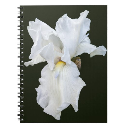 Carnet Iris à barbe blanche sur fond noir (Devant)