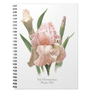 Carnet Iris barbu rose