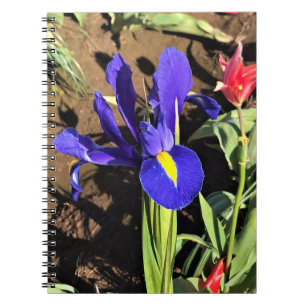 Carnet Iris dans un champ de tulipes, Woodburn, Oregon