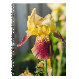 Carnet Iris de famille