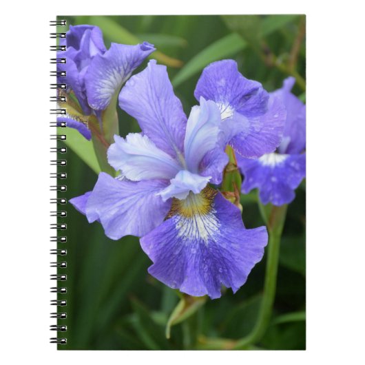 Carnet Iris pourpre (Devant)