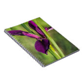 Carnet Iris pourpre de coq de combat de la Louisiane (Côté Droit)