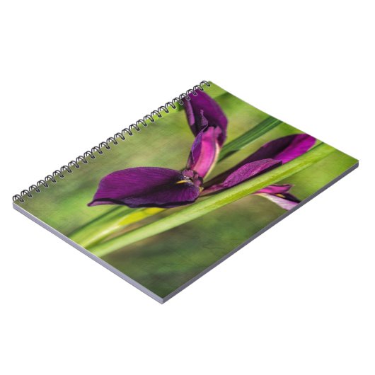 Carnet Iris pourpre de coq de combat de la Louisiane (Côté gauche)