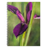 Carnet Iris pourpre de coq de combat de la Louisiane (Devant)