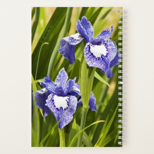 Carnet Irises Sibériennes violettes et blanches (Verso)