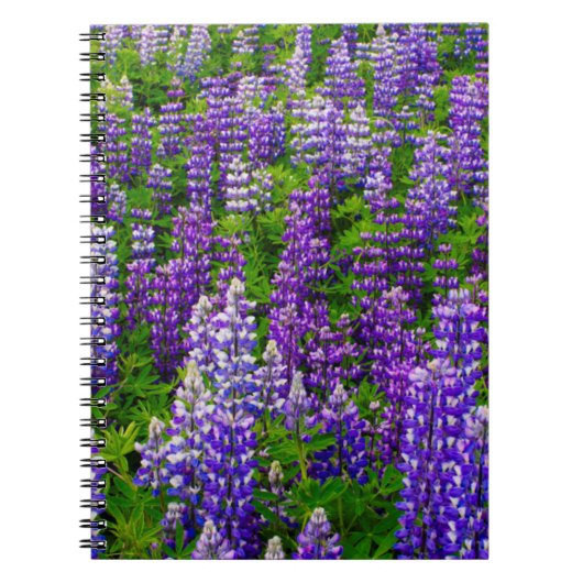 Carnet Islande. Vik i Myrdal. Champ de Lupines (Devant)