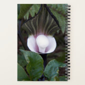 Carnet Jack-in-the-Pulpit Plante Botanique (Verso)