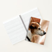CARNET JACK RUSSELL TERRIER CHIEN (Intérieur)