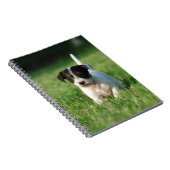 Carnet Jack Russell Terrier puppy (Côté Droit)