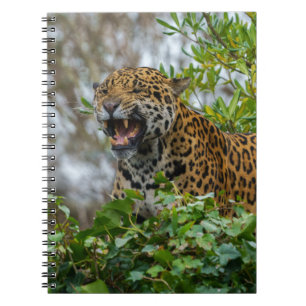 Carnet Jaguar Growl