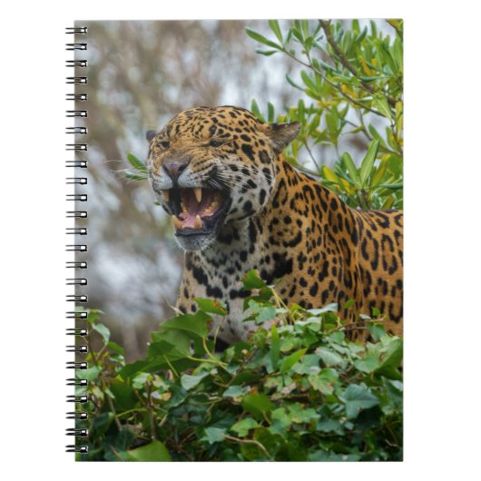 Carnet Jaguar Growl (Devant)