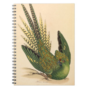 Carnet James Sowerby Parrot terrestre, Psittacus terrestr